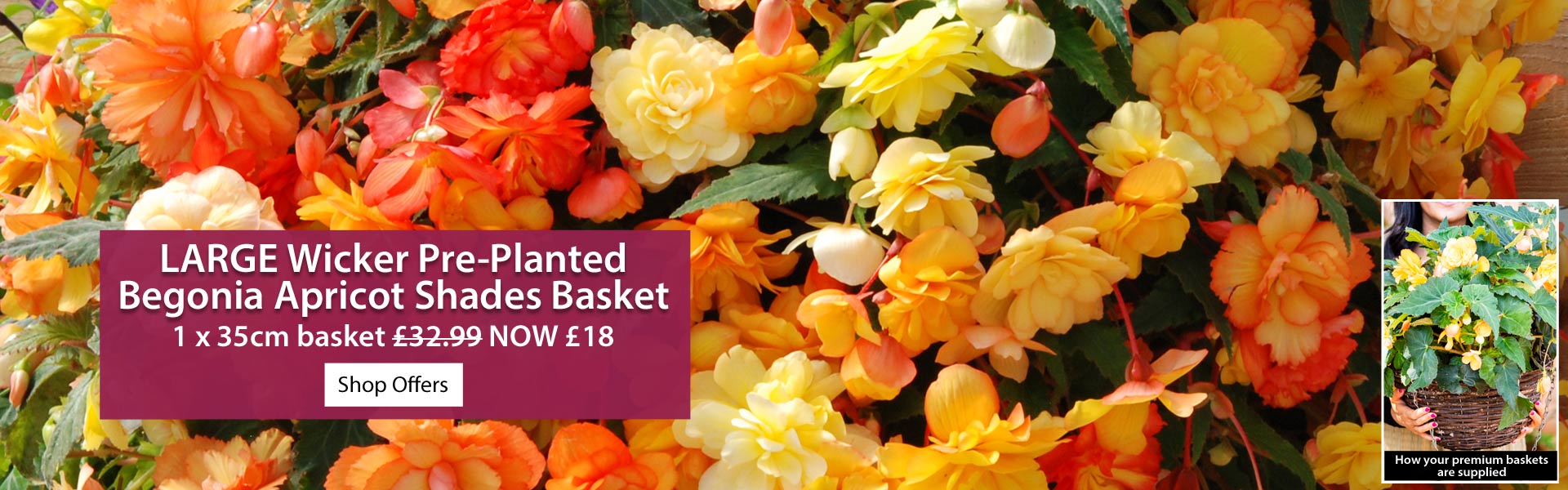 Premium seeds, award-winning plants, and expert gardening supplies since 1855.